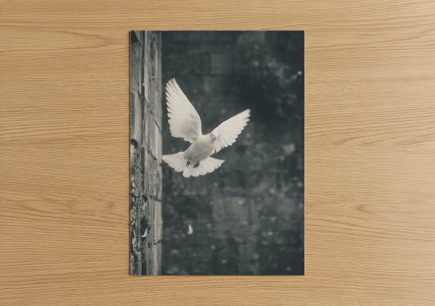 White Dove Peace Symbol Wall Art