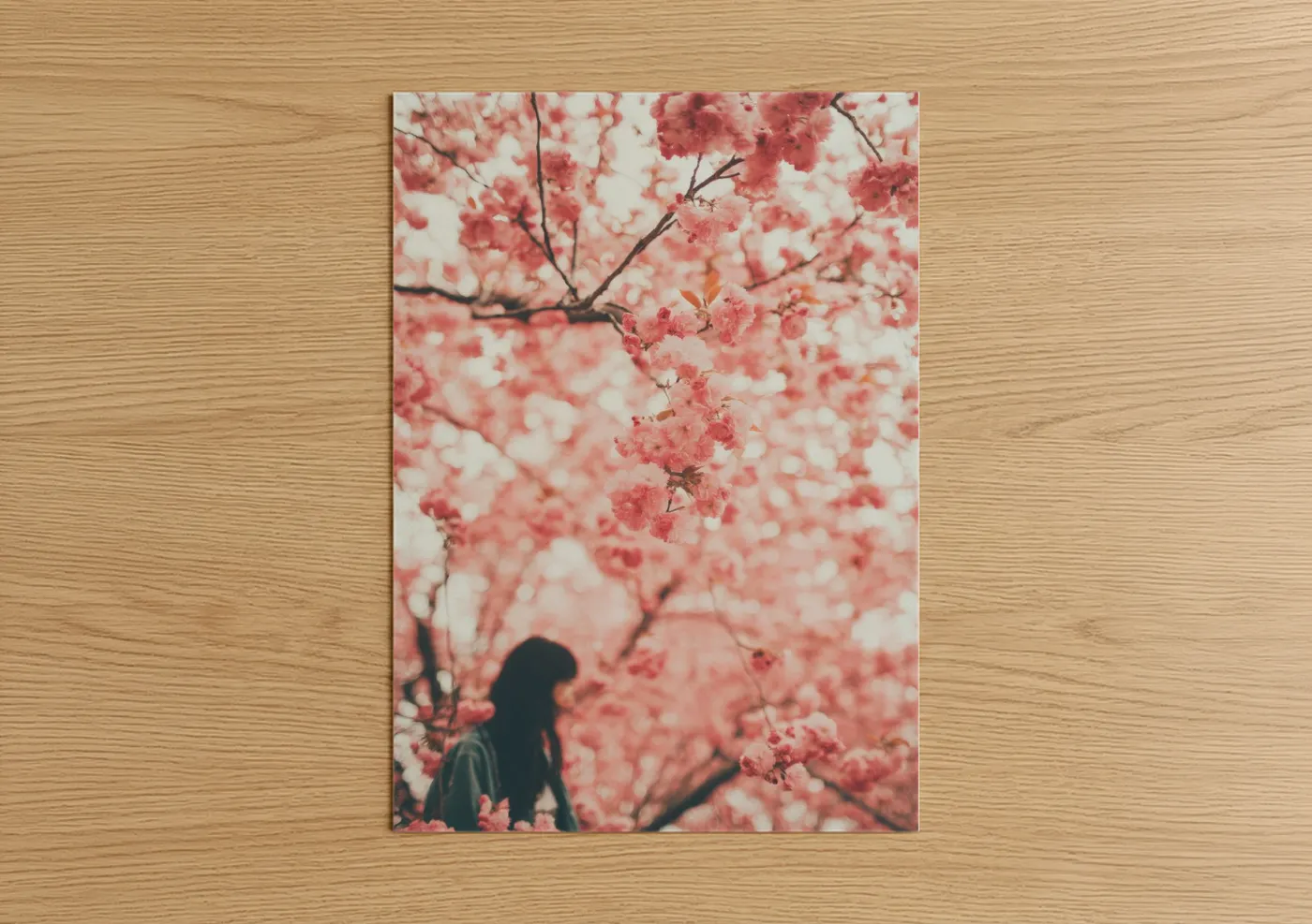 Pink Cherry Blossom Spring Photography Wall Art
