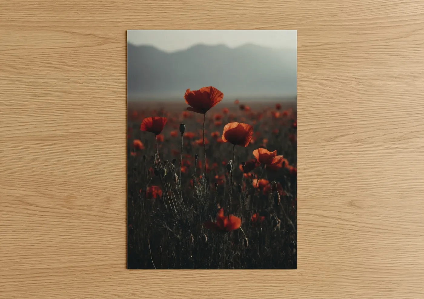 Crimson Poppy Field Sunrise Photography Wall Art