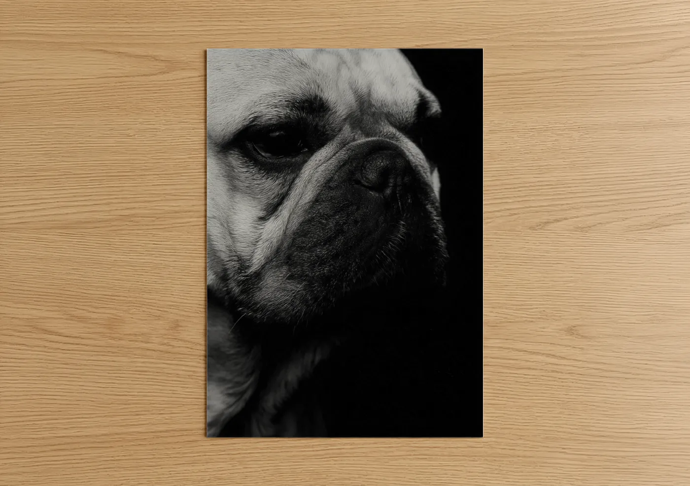 Stoic Bulldog Black and White Portrait Wall Art
