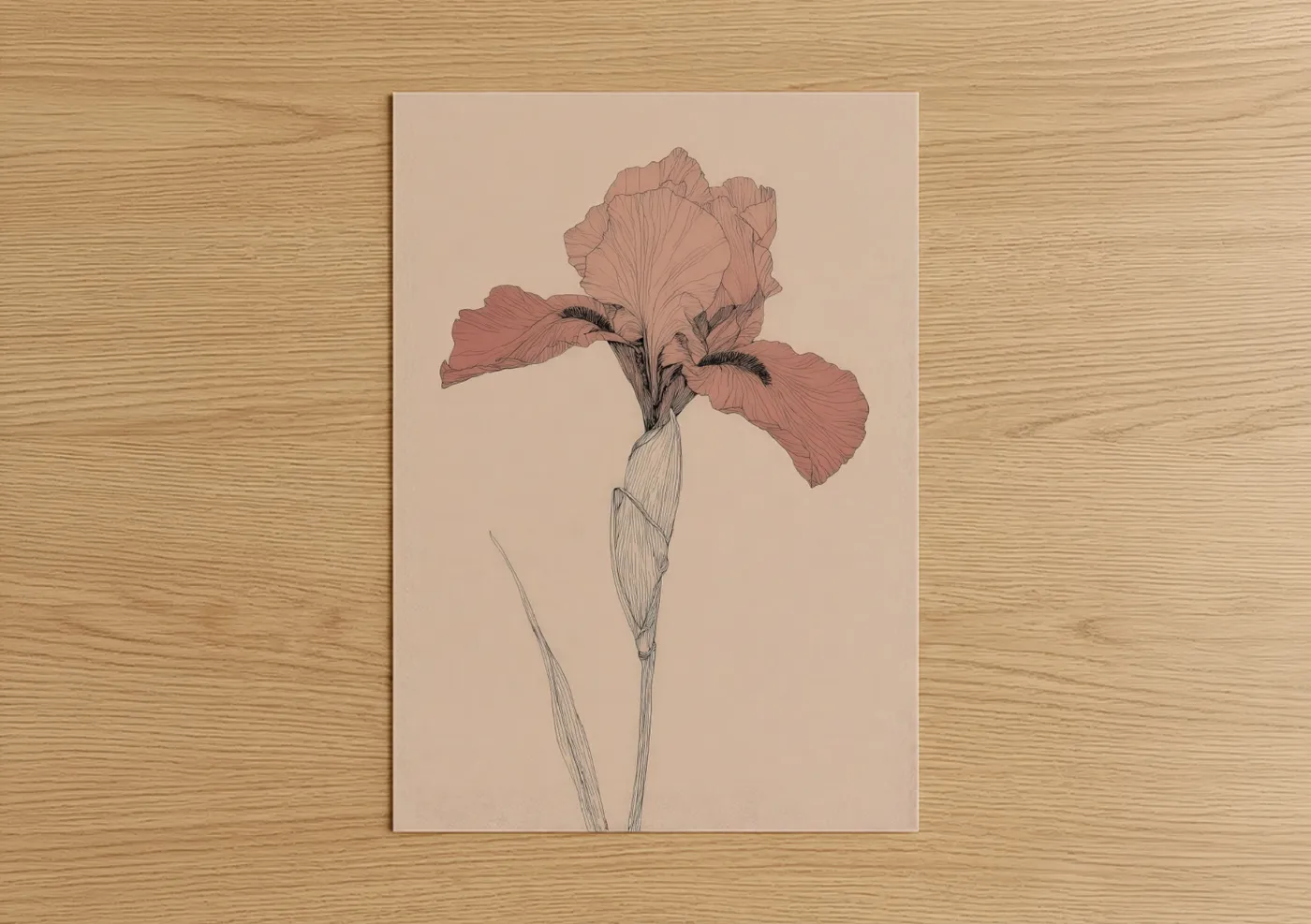 Salmon Iris Botanical Illustration Wall Art