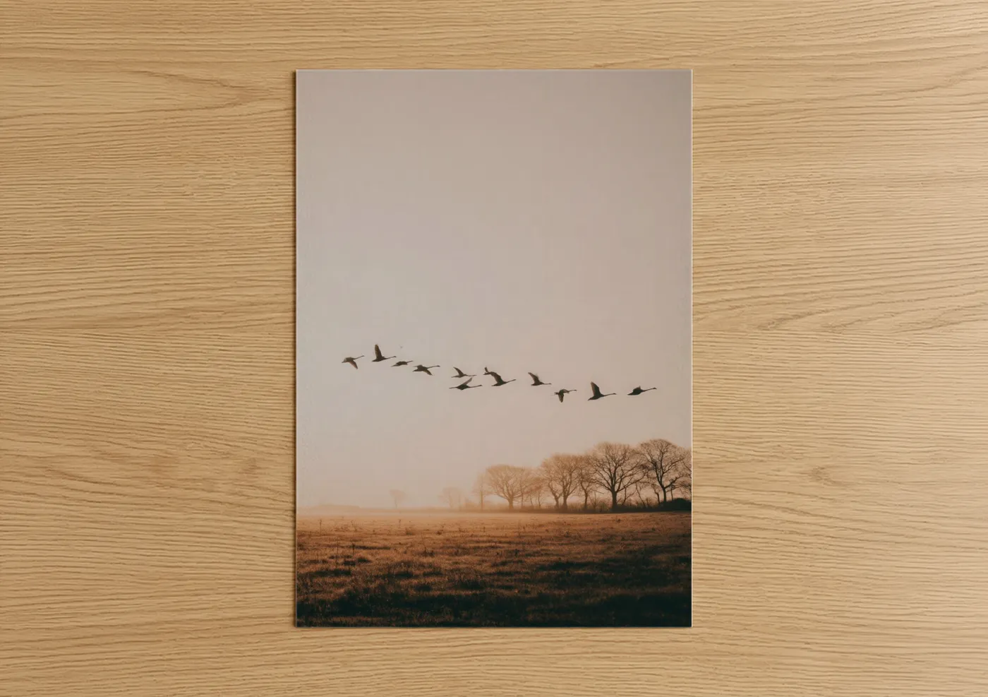 Migrating Swans Autumn Field Wall Art