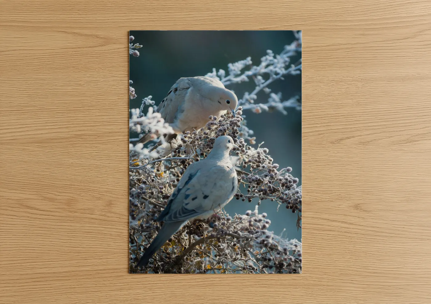 Snowy Doves Perched Frost Winter Wall Art