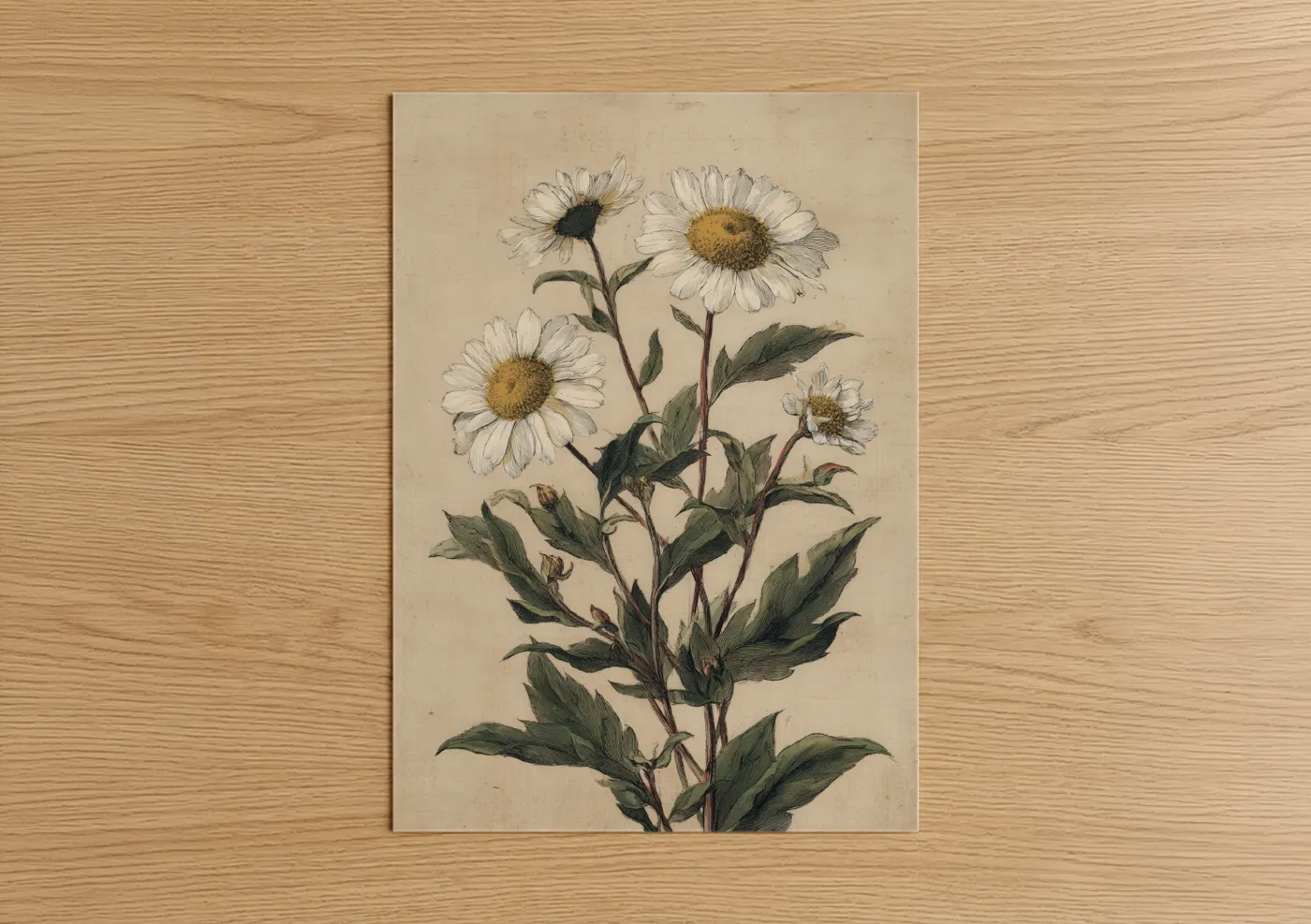 Art print on warm oak wood — cream and gold palette — Botanical Daisy Study poster