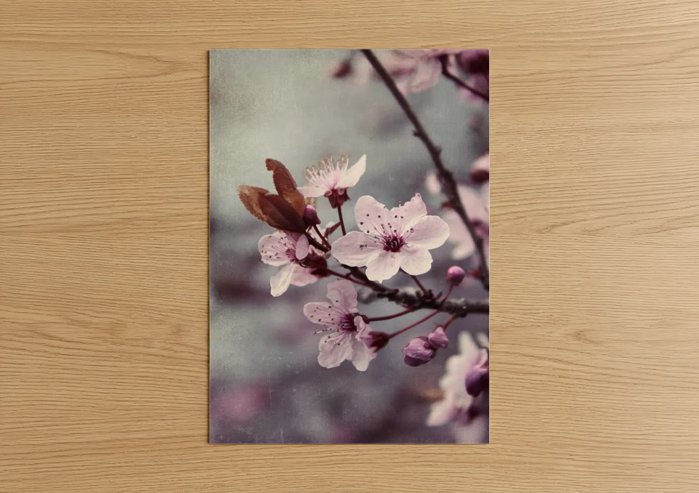 Art print on warm oak wood — pink and gray palette — Spring Cherry Blossoms poster