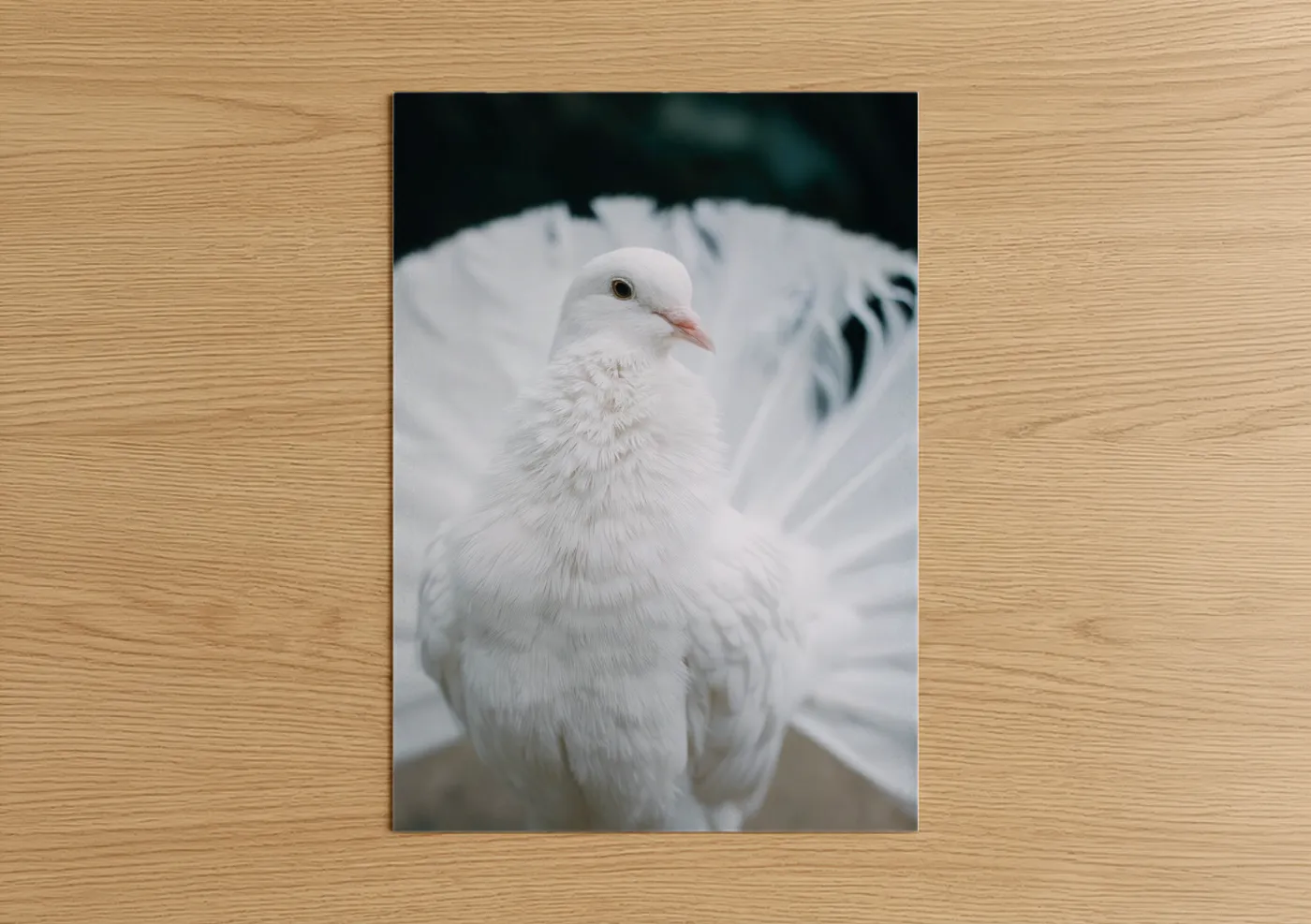 White Pigeon Portrait Photography Wall Art