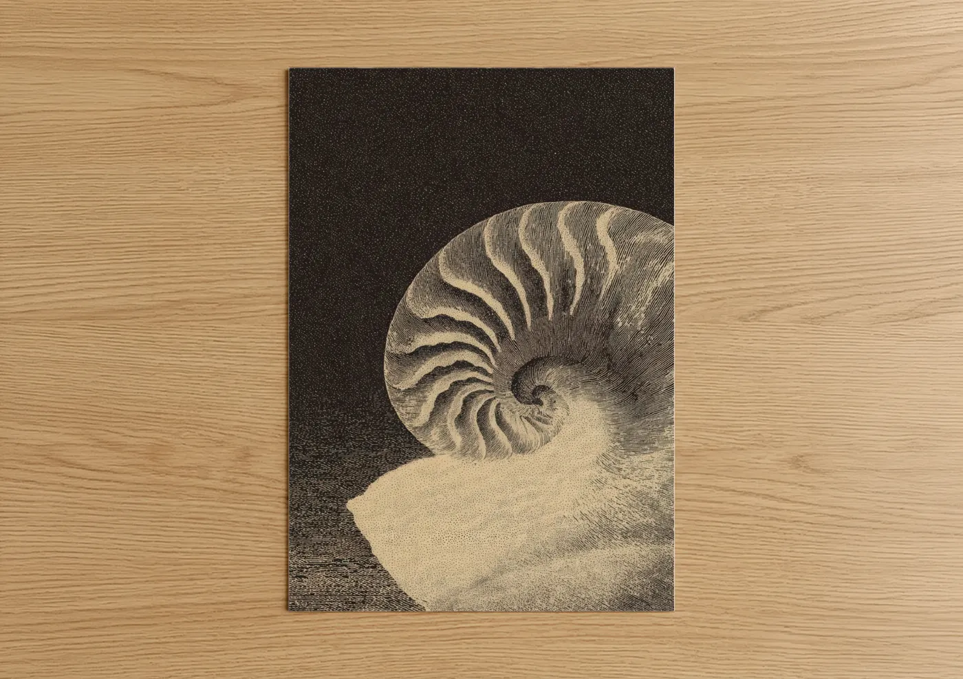 Spiral Seashell Nautical Engraving Art Wall Art