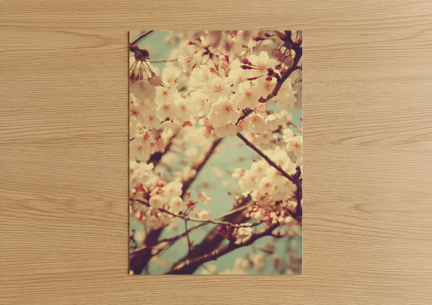 Vintage Cherry Blossoms Spring Aesthetic Wall Art