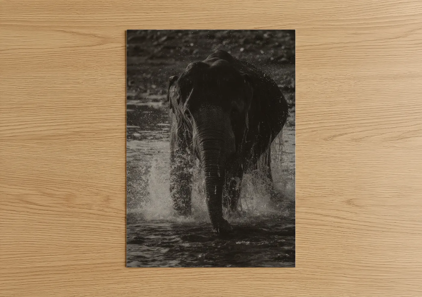 Asian elephant art print on warm oak wood — black and white palette — Charging Elephant poster