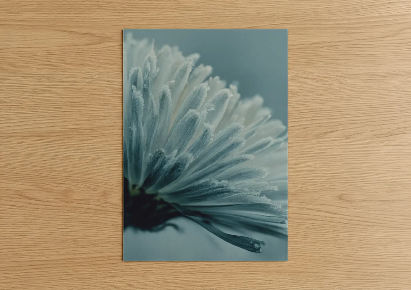 Frosted Daisy Macro Photography Wall Art