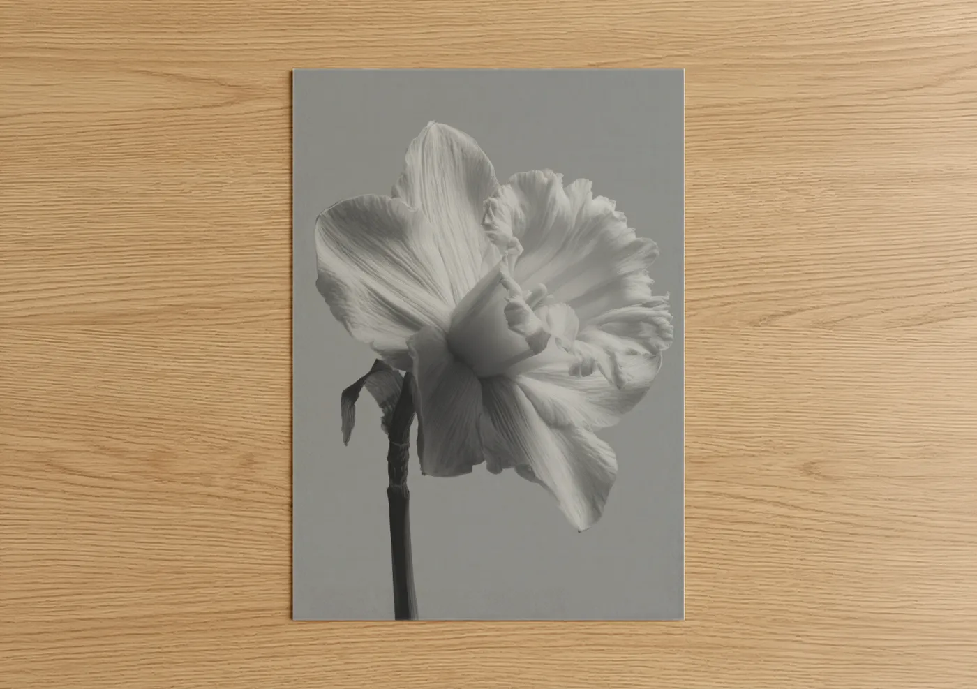 Delicate White Daffodil Black and White Wall Art