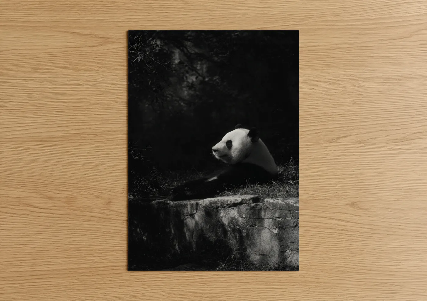 Art print on warm oak wood — black and white palette — Contemplative Panda poster