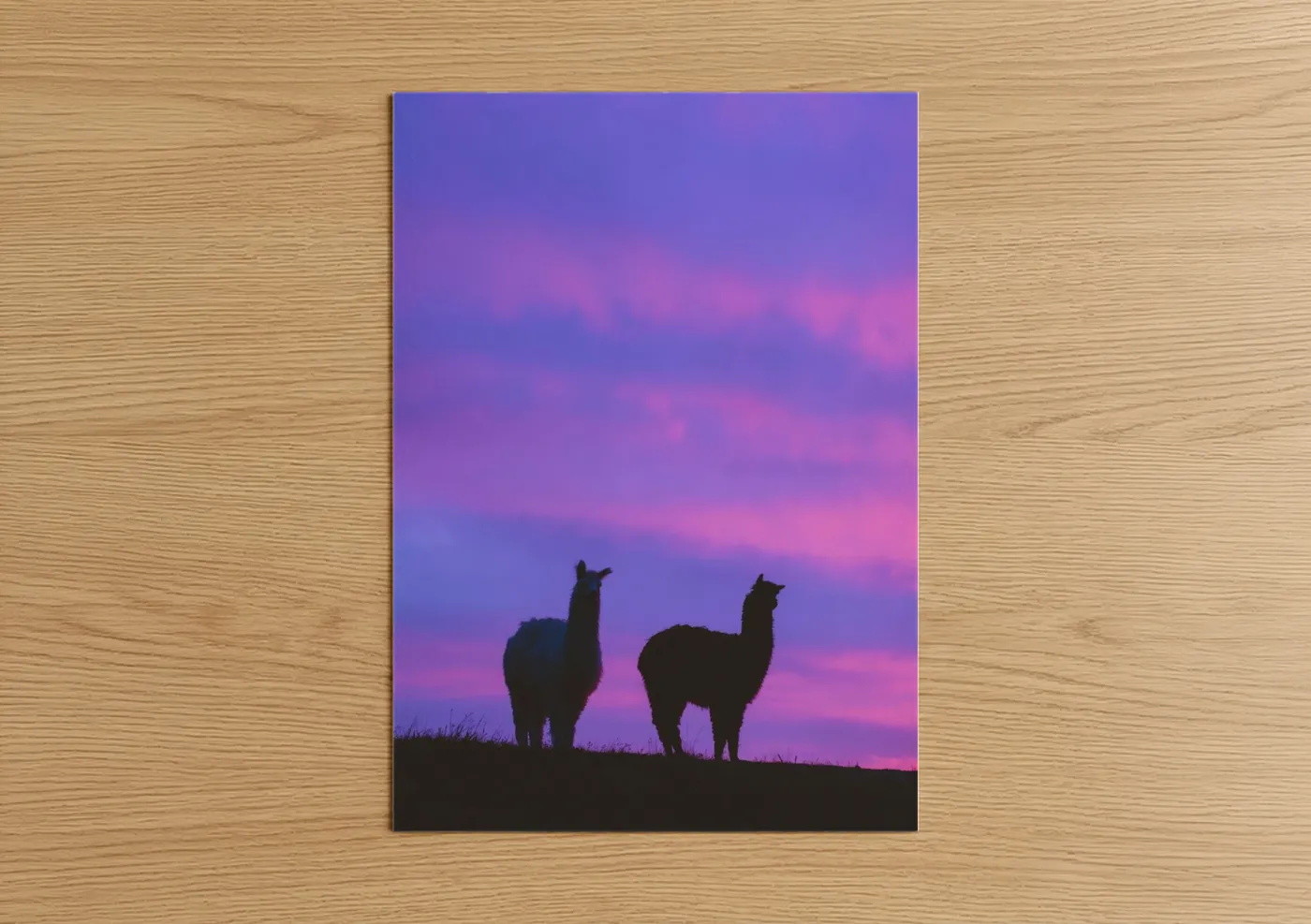 Alpaca Pair Sunset Silhouette Wall Art