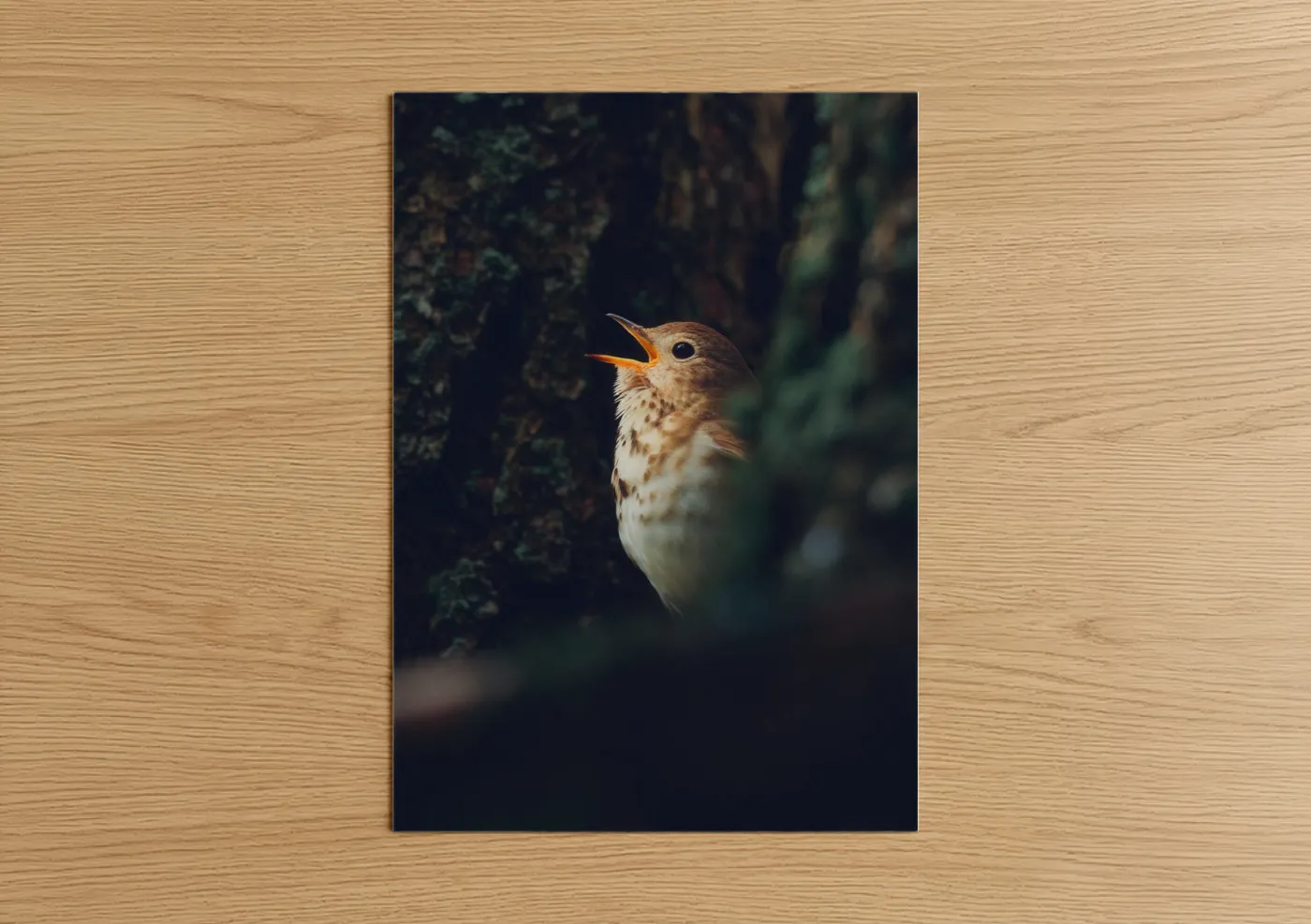 Art print on warm oak wood — dark blue and olive palette — Singing Thrush poster