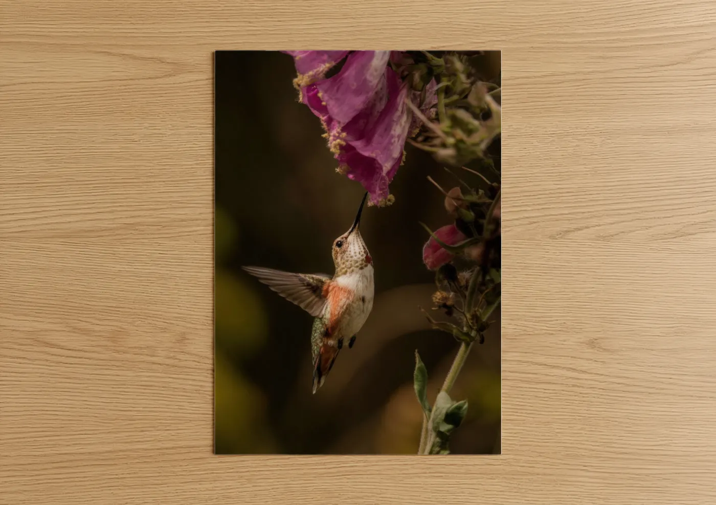Hummingbird art print on warm oak wood — magenta and olive palette — Nectar Seeker poster