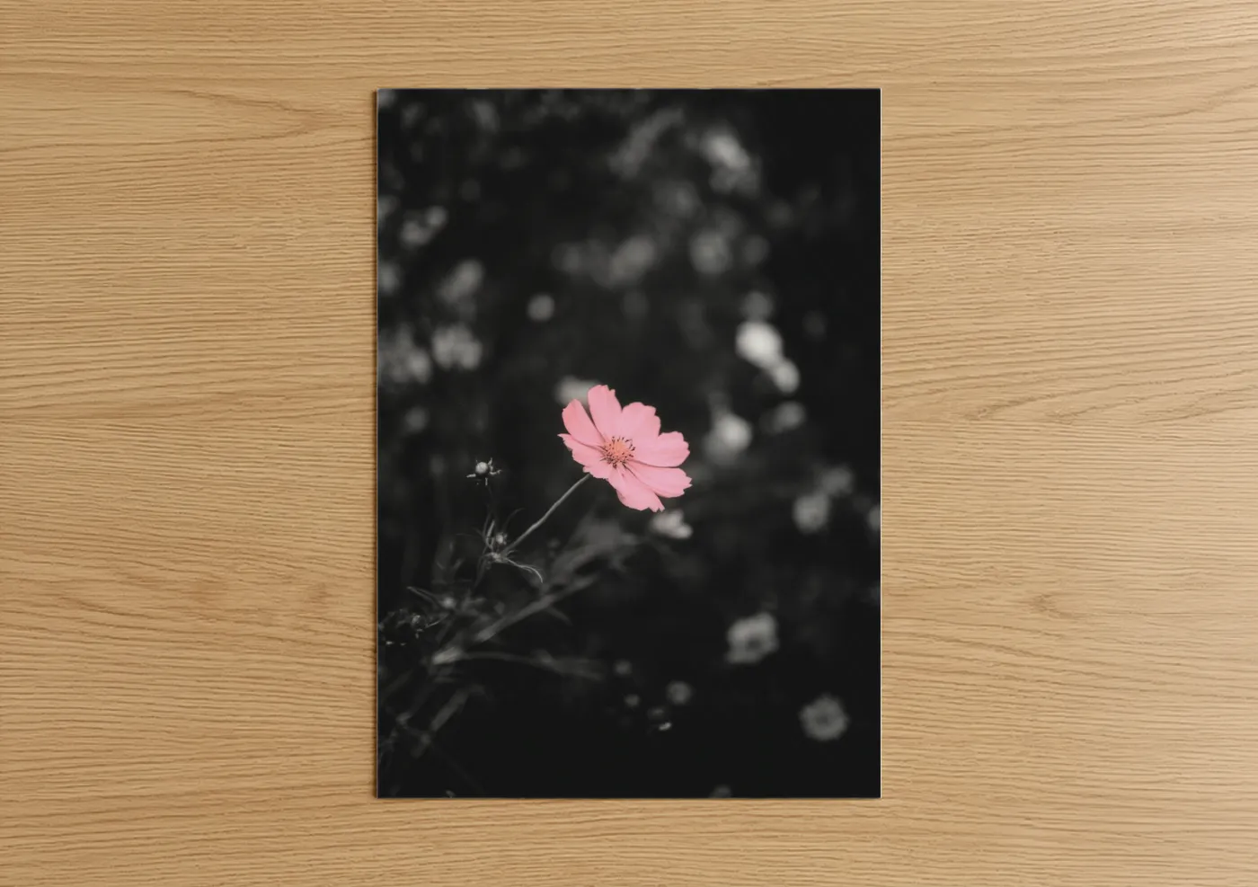 Abstract flower art print on warm oak wood — pink and black and white palette — Pink Bloom Focus poster