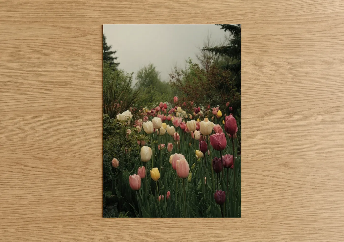 Misty Tulip Garden Floral Landscape Wall Art