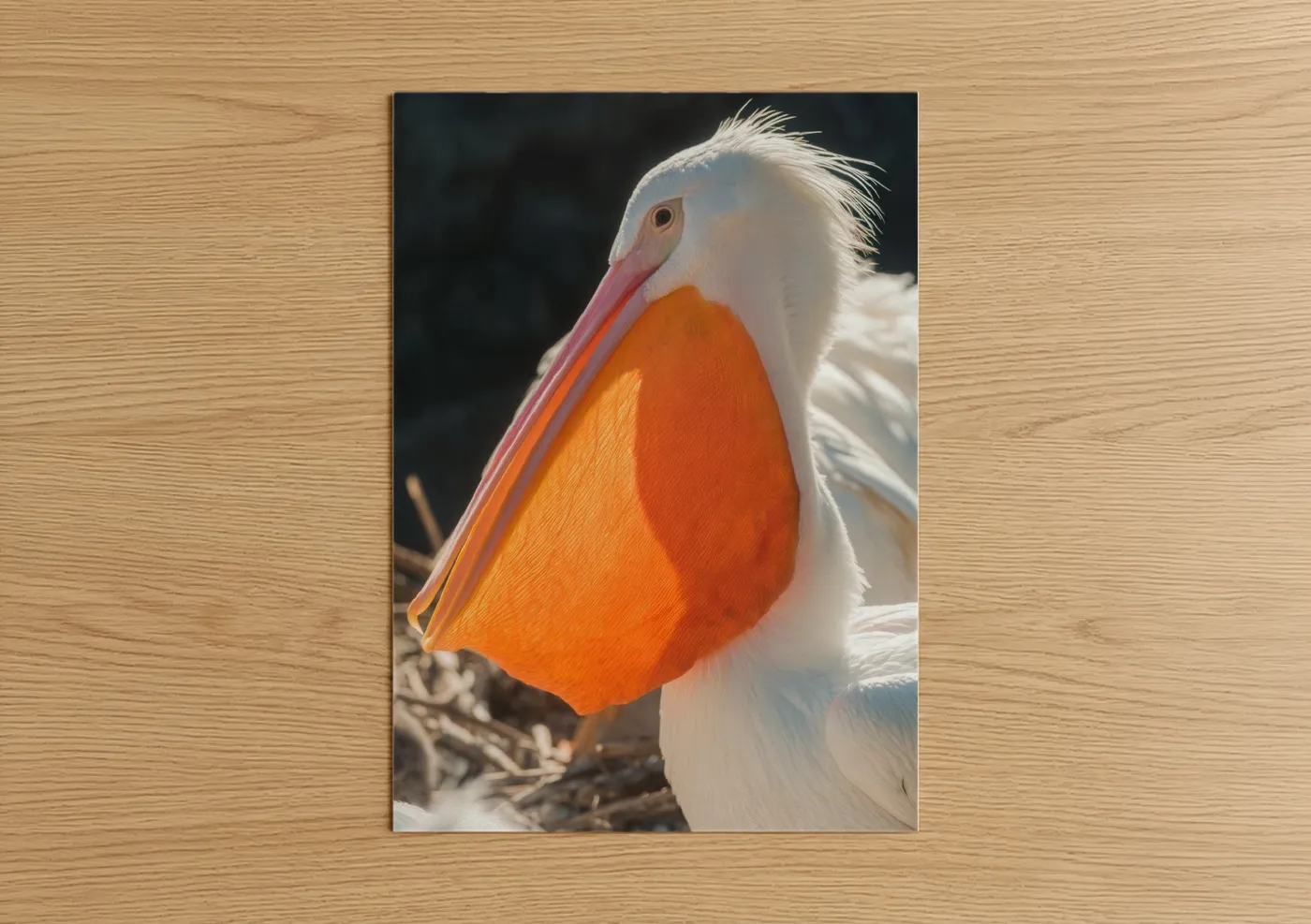 Art print on warm oak wood — white and orange palette — Rosy Pelican Portrait poster