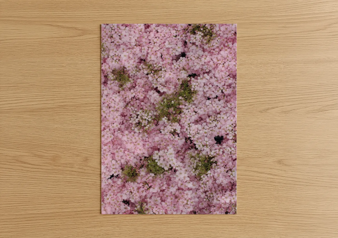 Pink Cherry Blossom Floral Canopy Wall Art