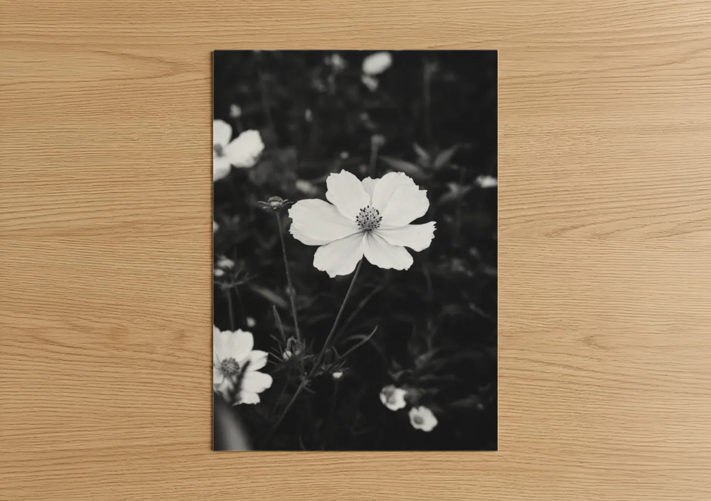 Monochrome Cosmos Flower Black and White Wall Art