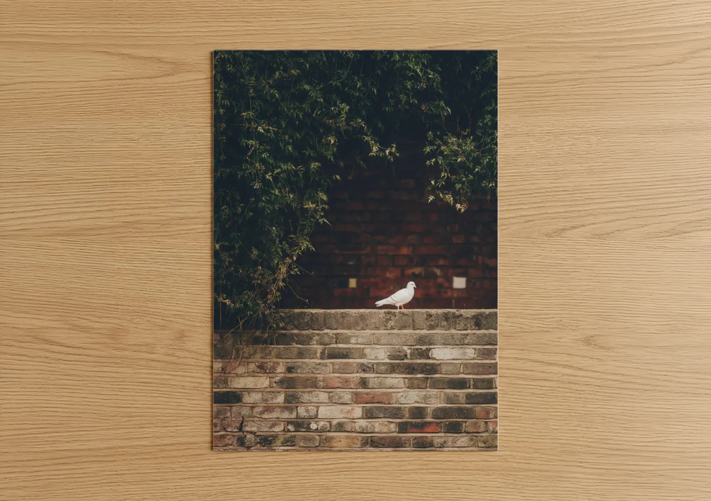 Art print on warm oak wood — gray and white and olive palette — Urban Pigeon poster