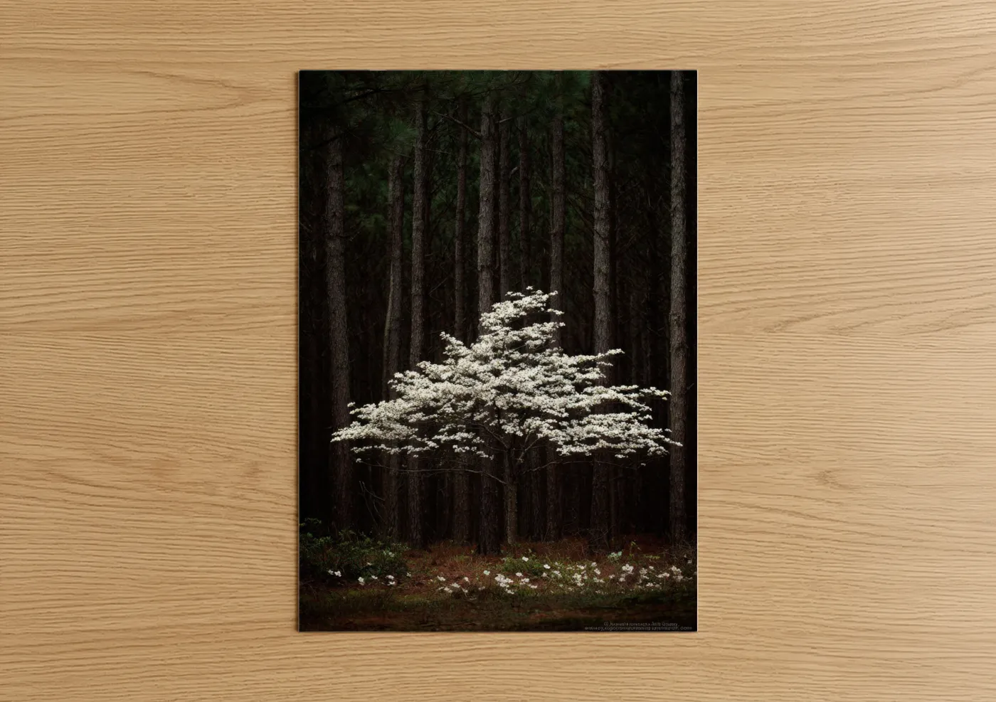 White Dogwood Forest Glow Wall Art