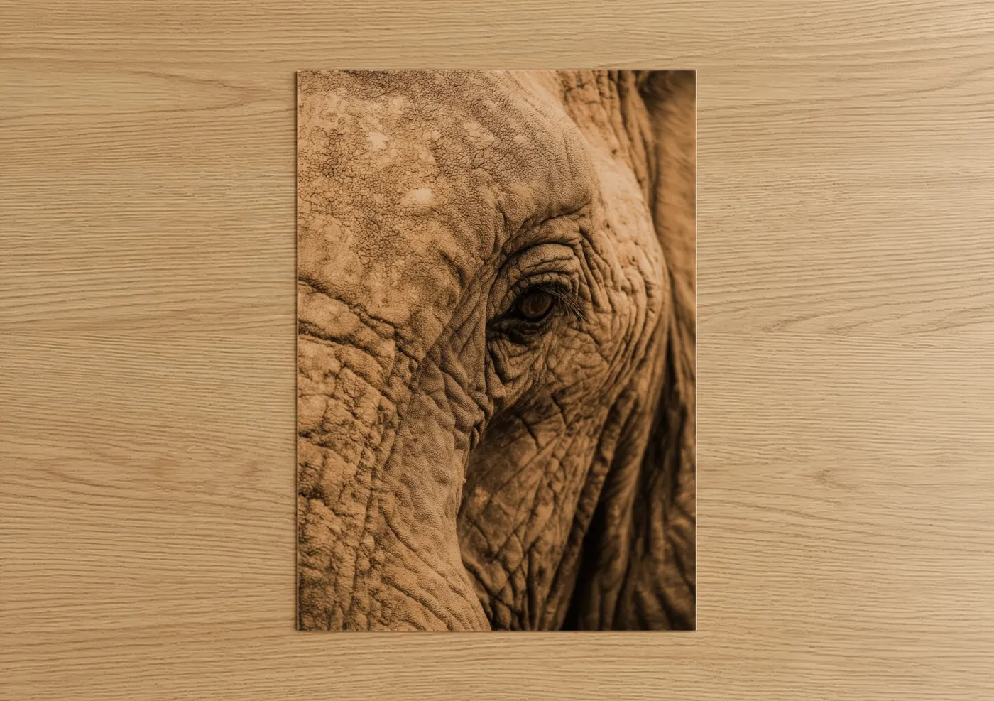 Savanna Elephant Close-Up Wildlife Portrait Wall Art
