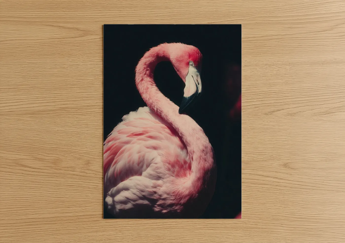 Pink Flamingo Portrait Nature Photography Wall Art