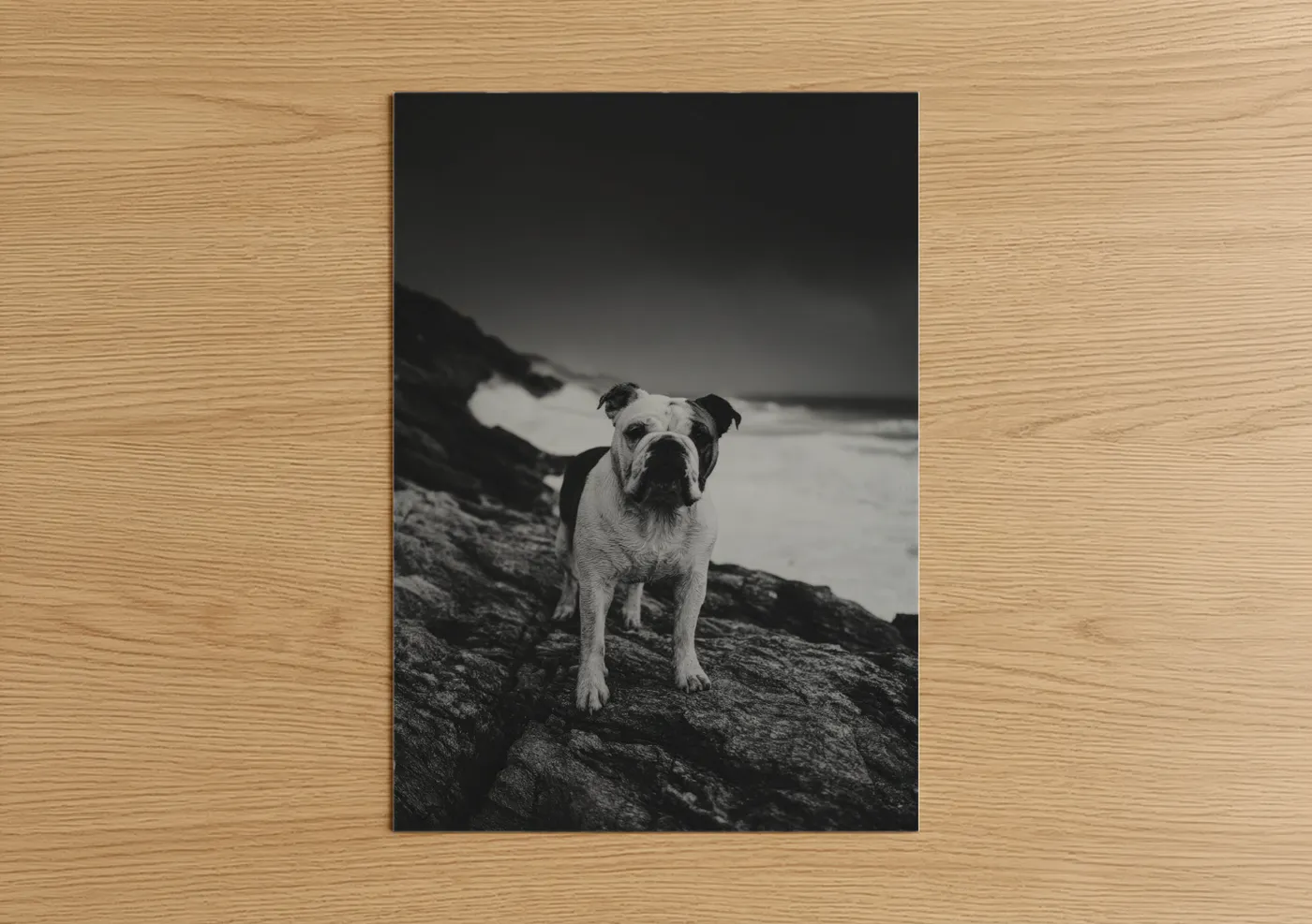 Coastal Bulldog Beach Portrait Wall Art