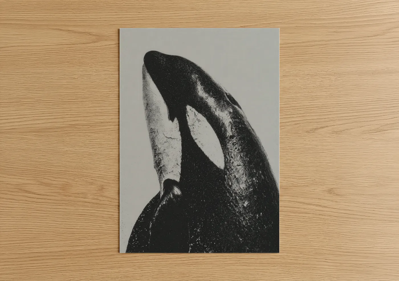 Orca whale art print on warm oak wood — black and white palette — Breaching Orca poster