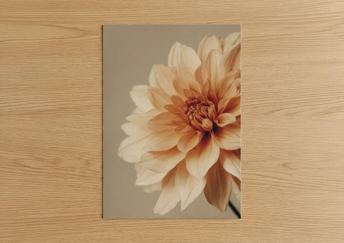 Peachy Dahlia Flower Close-Up Wall Art