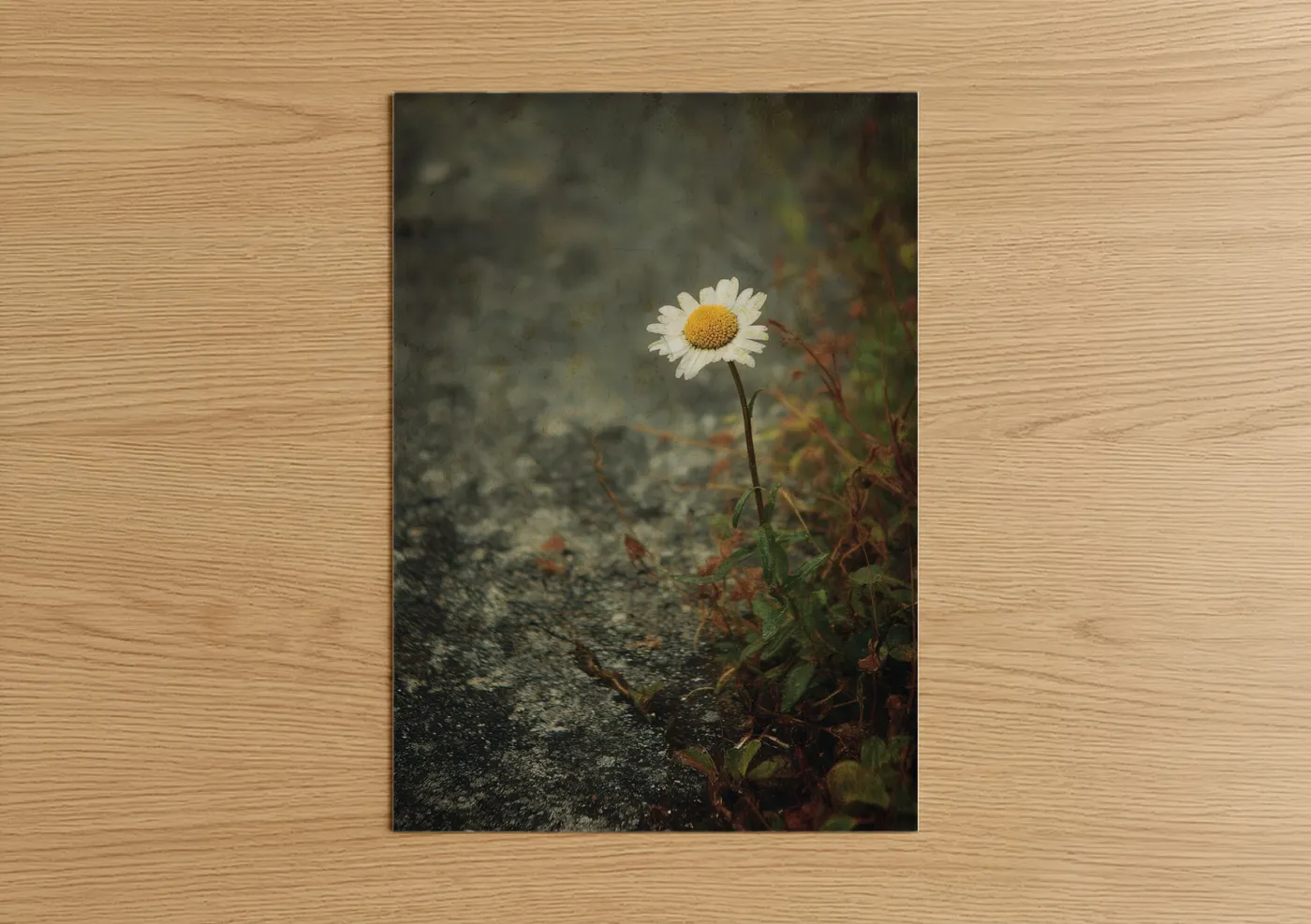 Solitary Daisy Concrete Garden Photograph Wall Art