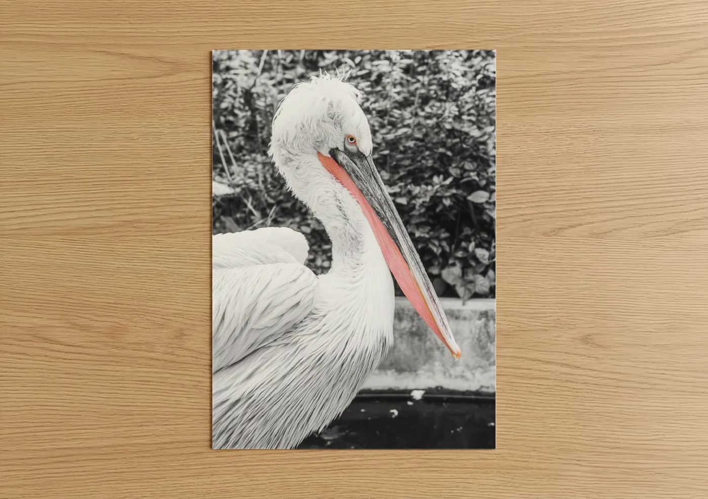Coral Pelican Portrait Wildlife Photography Wall Art