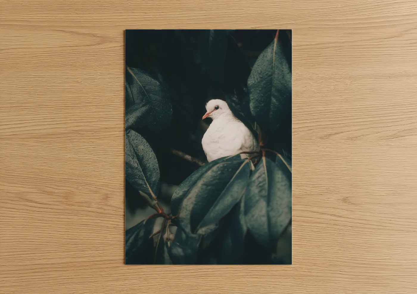 White Dove in Green Foliage Nature Wall Art