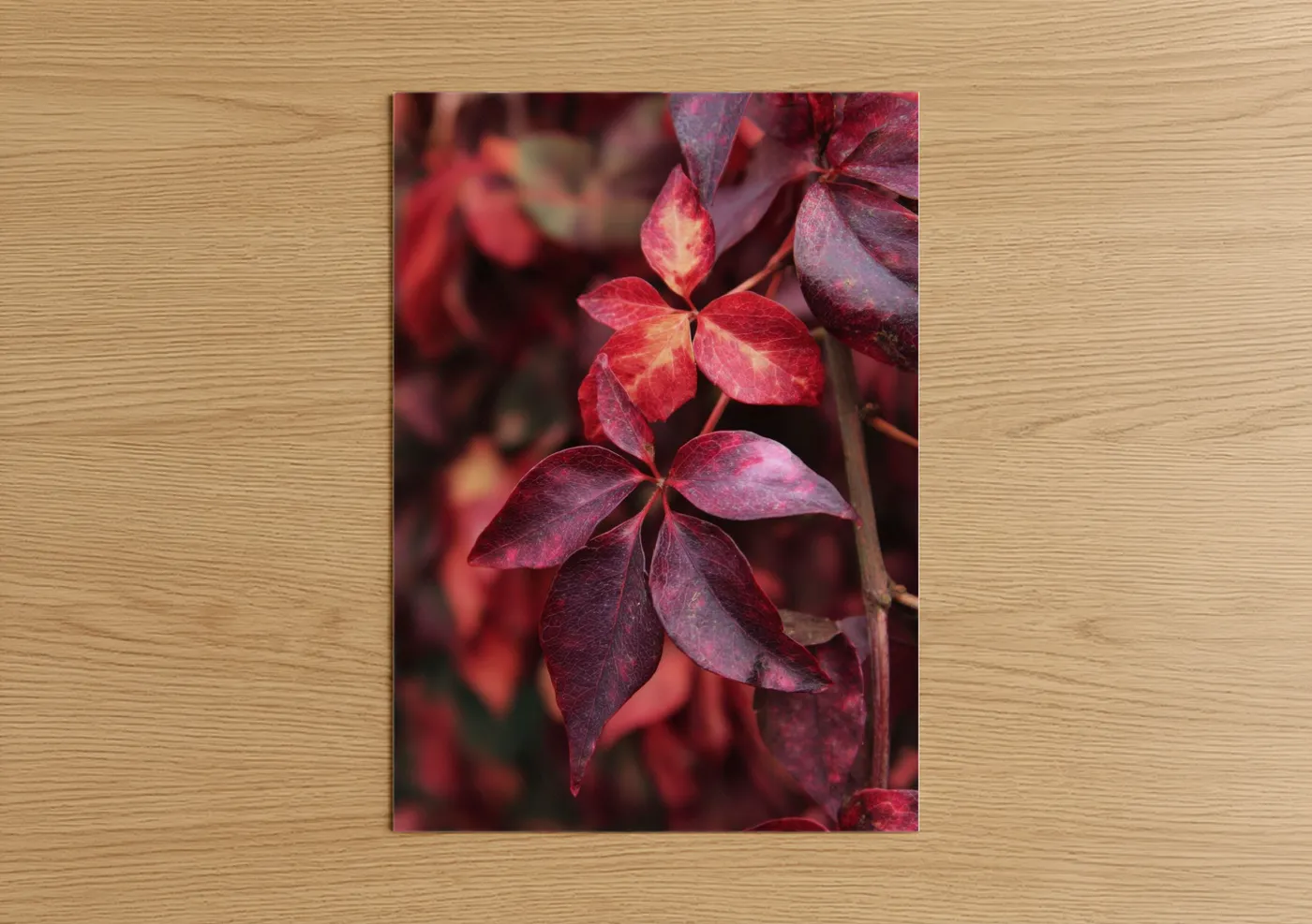 Crimson Cherry Blossoms Floral Photography Wall Art