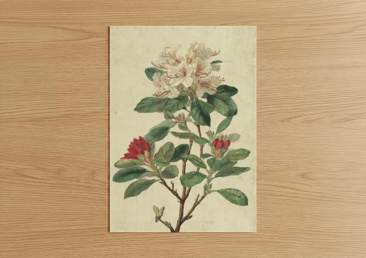 Vintage Rhododendron Botanical Illustration Wall Art