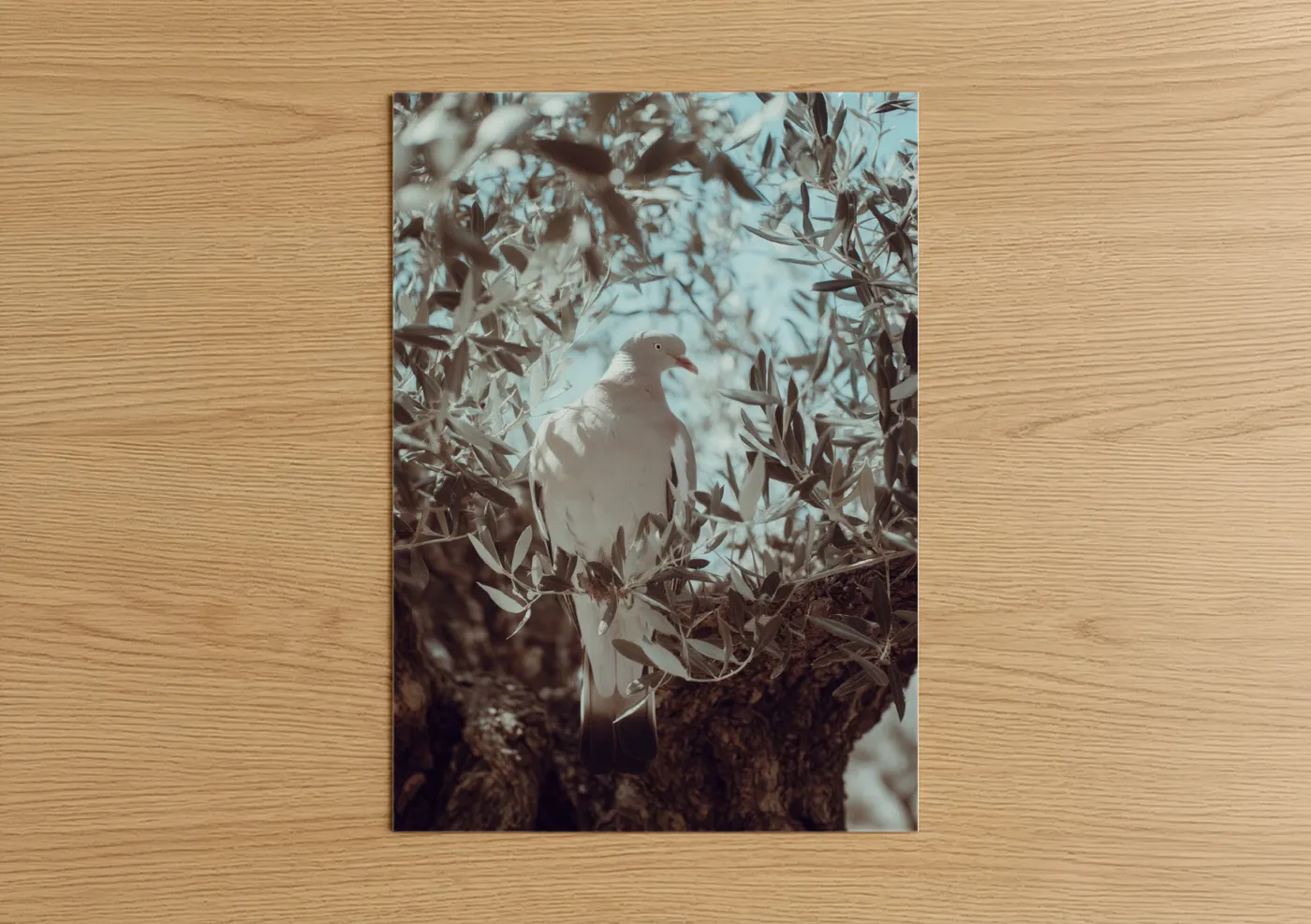 White Pigeon Among Dried Foliage Nature Wall Art