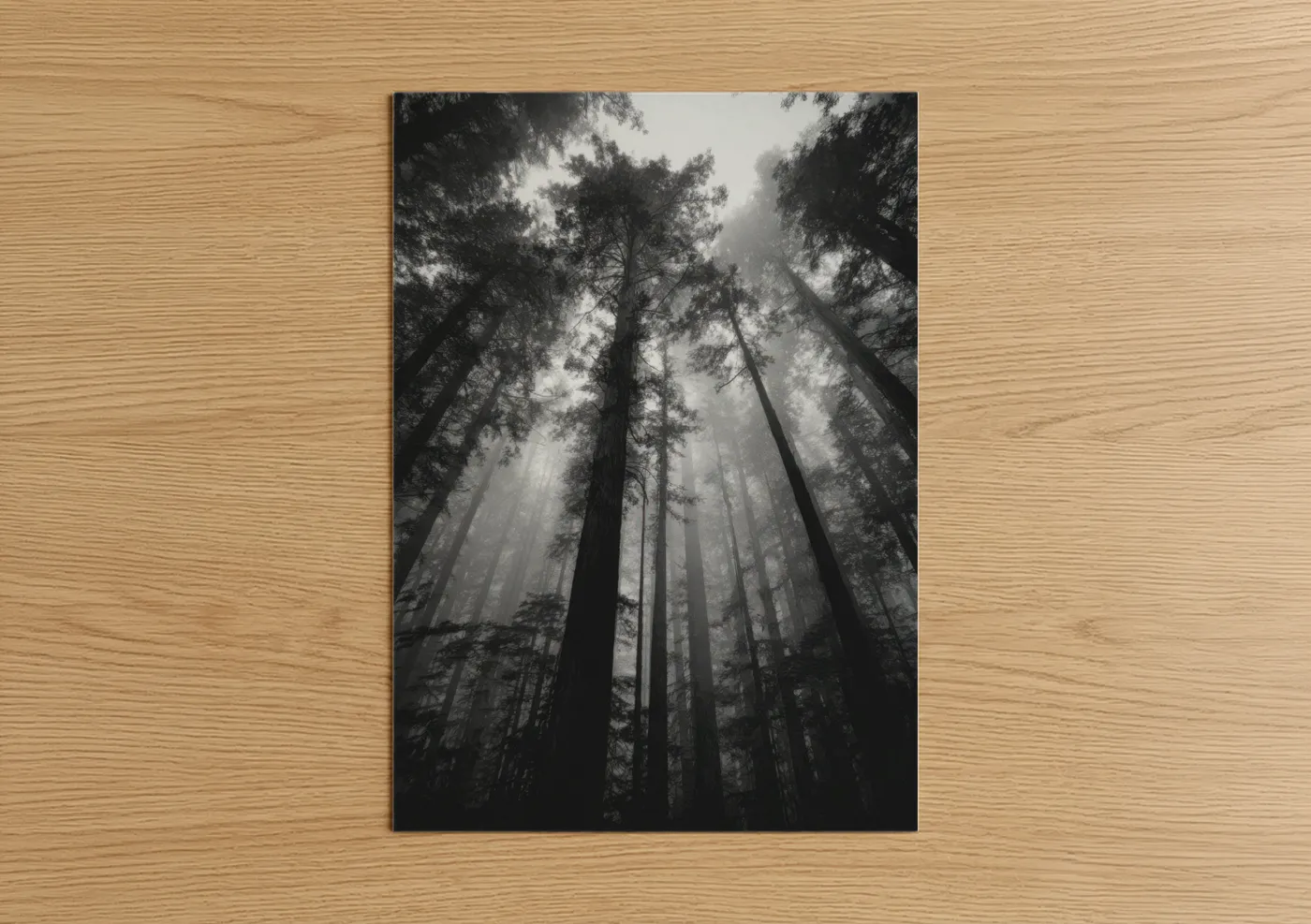 Misty Forest Canopy Black and White Wall Art