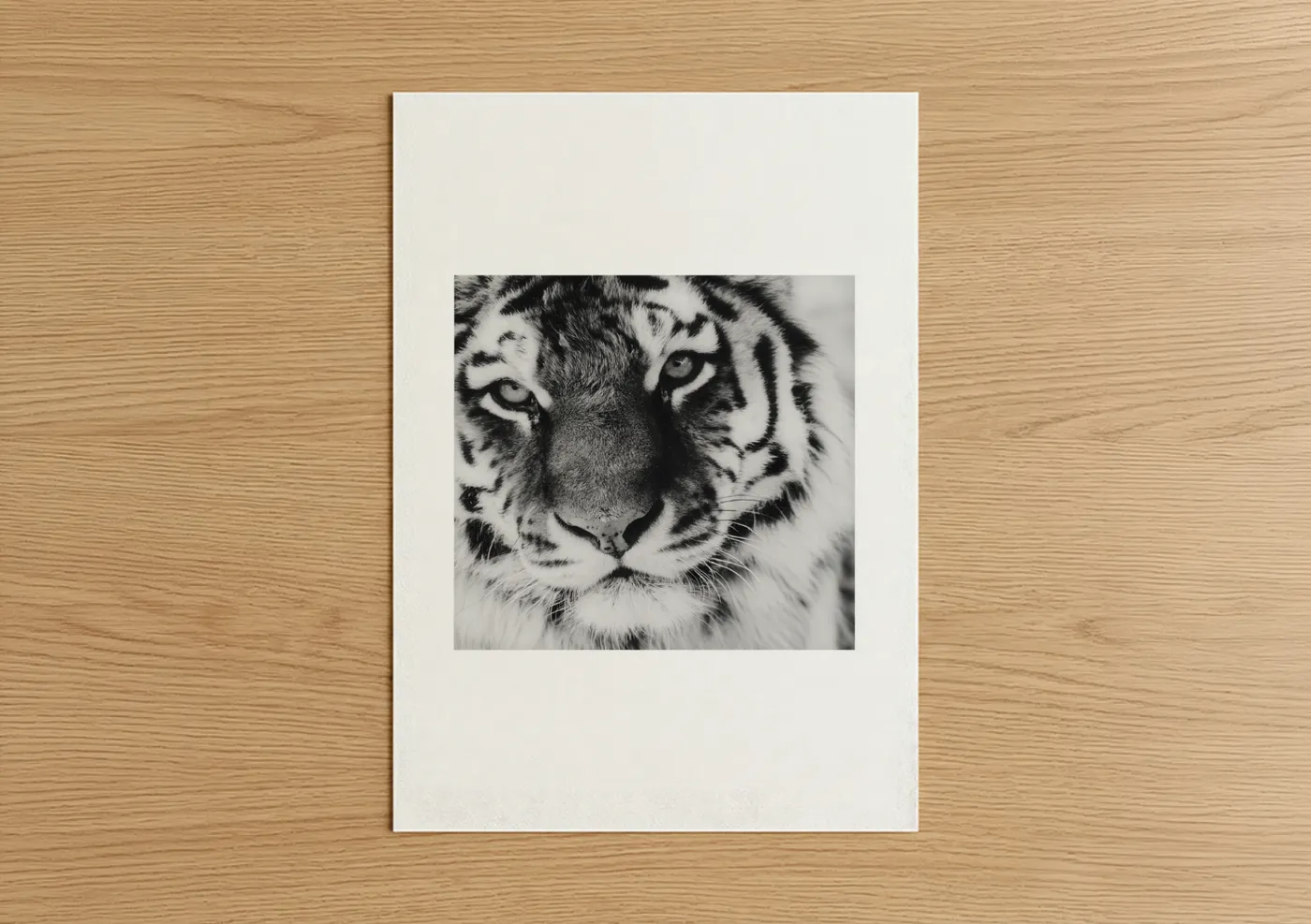 Art print on warm oak wood — black and white palette — White Tiger Portrait poster