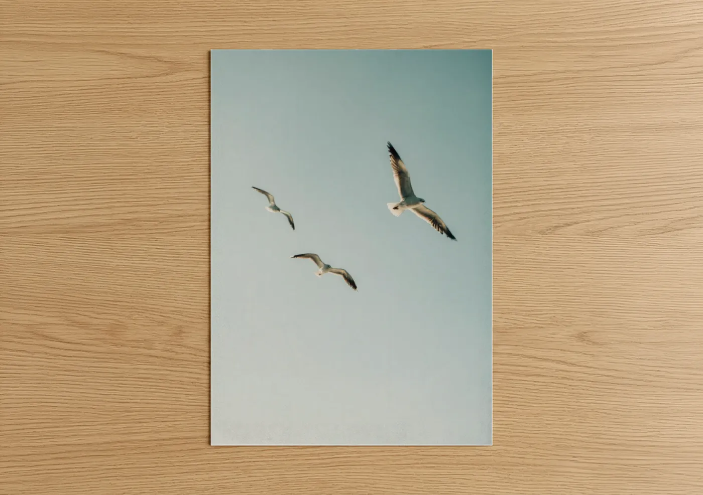 Art print on warm oak wood — blue and white and dove gray palette — Soaring Seagulls poster