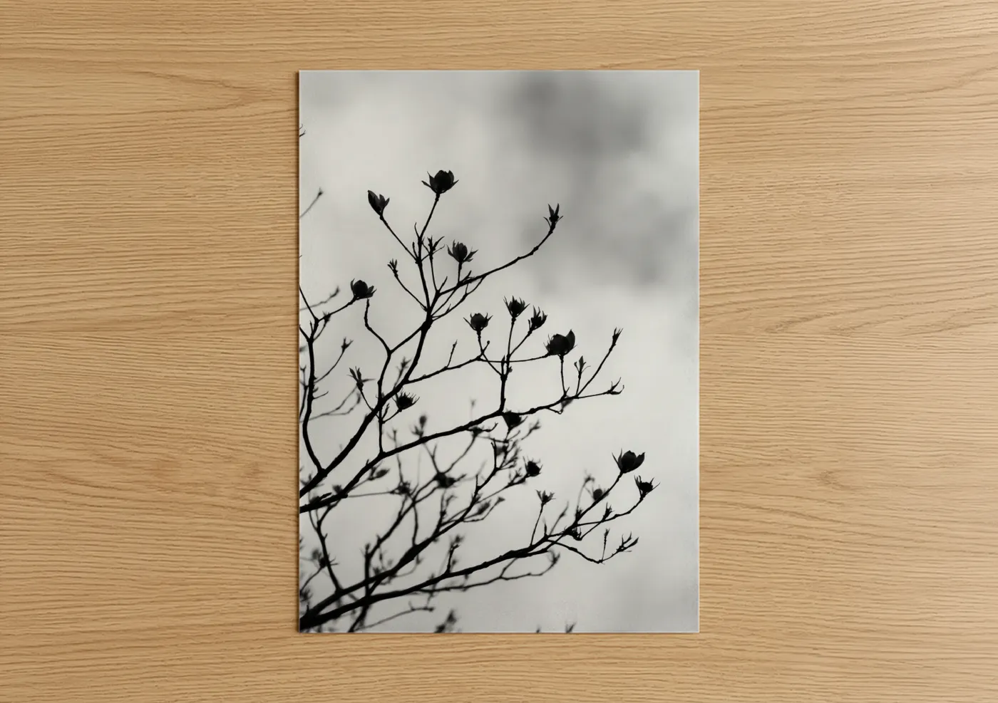 Art print on warm oak wood — black and white palette — Silhouette Cherry Blossoms poster