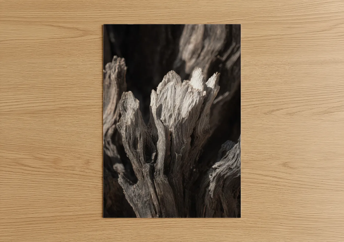 Weathered Desert Trees Monochrome Photography Wall Art