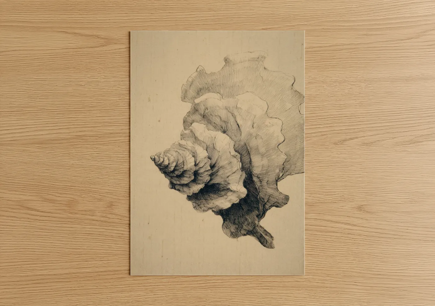 Detailed Oyster Shell Ink Drawing Wall Art