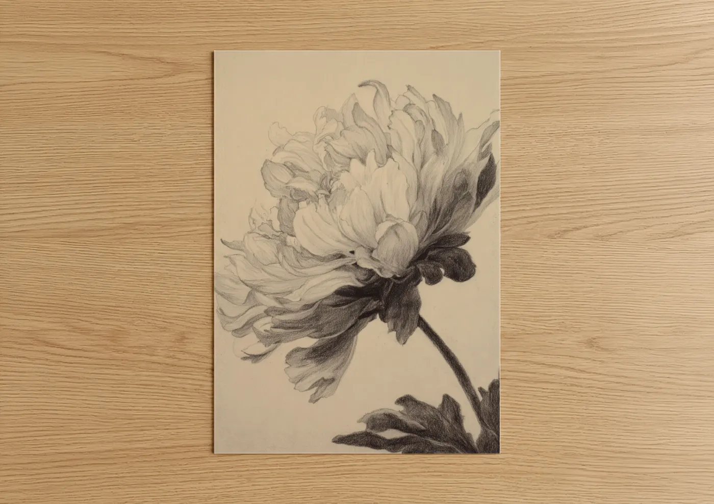 Graceful Chrysanthemum Pencil Sketch Wall Art