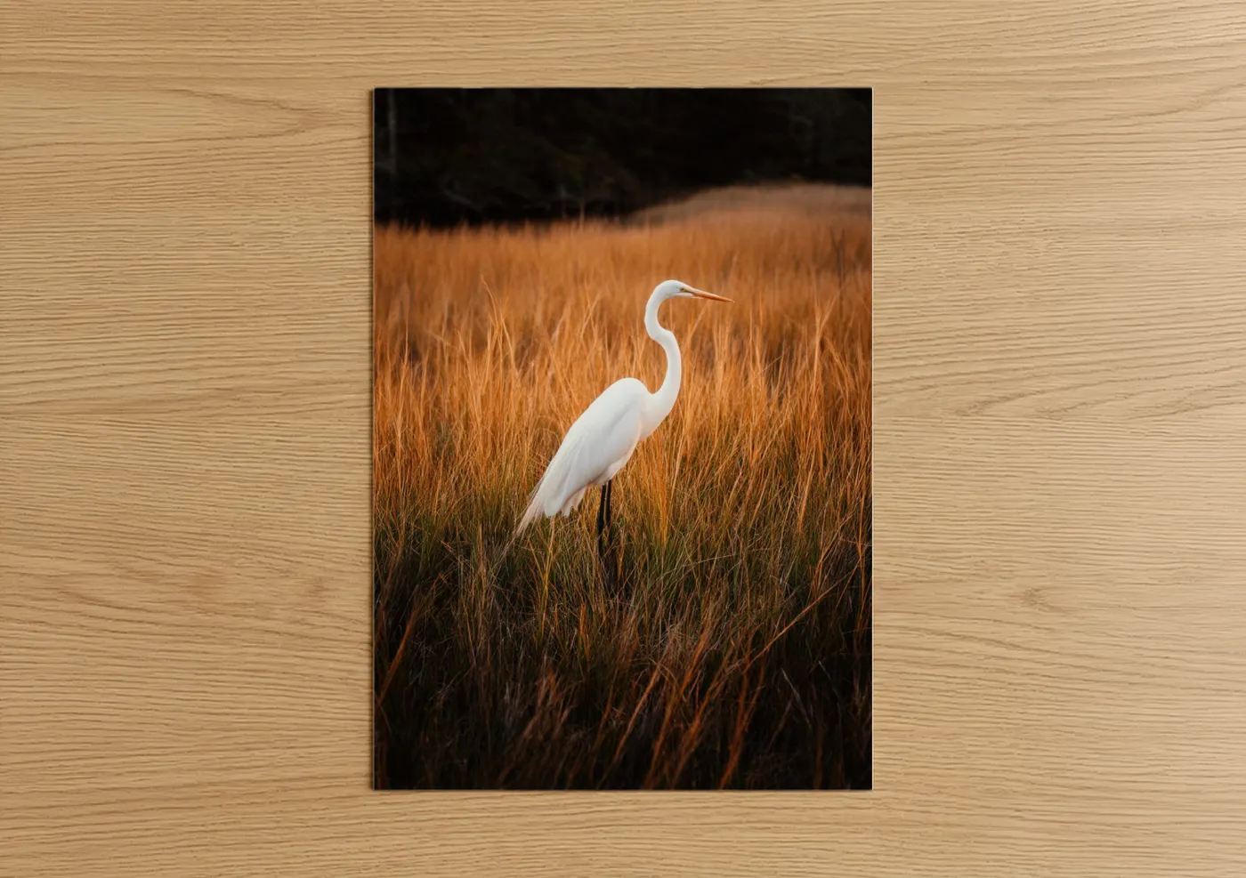 White Heron in Golden Marsh Grass Wall Art