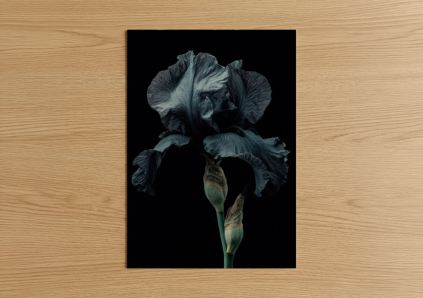 Midnight Iris Dark Blue Flower Wall Art
