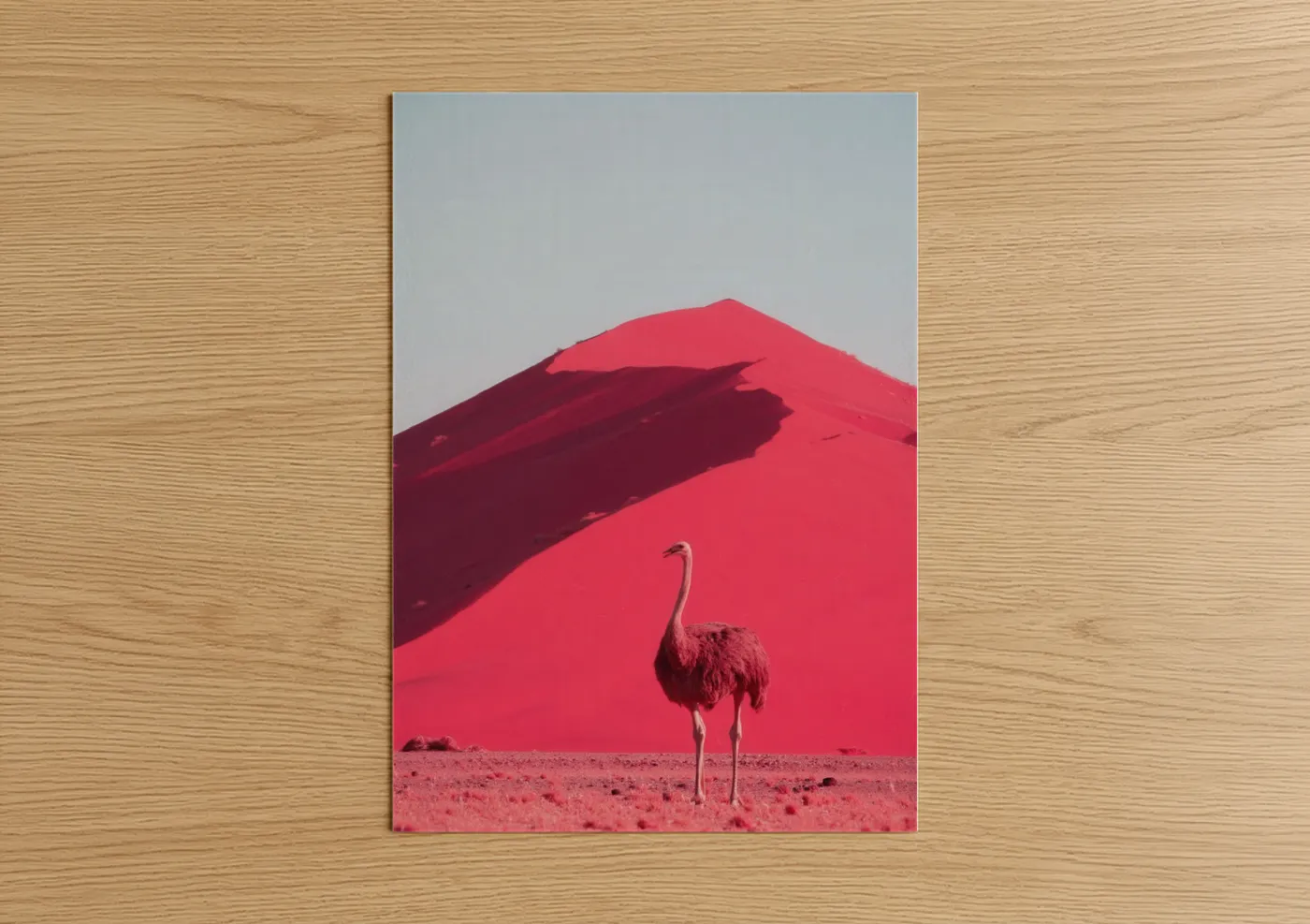 Art print on warm oak wood — magenta and maroon palette — Desert Ostrich poster