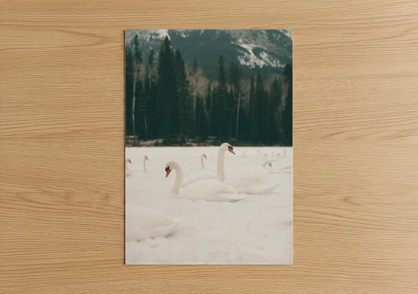 Art print on warm oak wood — white and dark green palette — Snowy Swan Pair poster