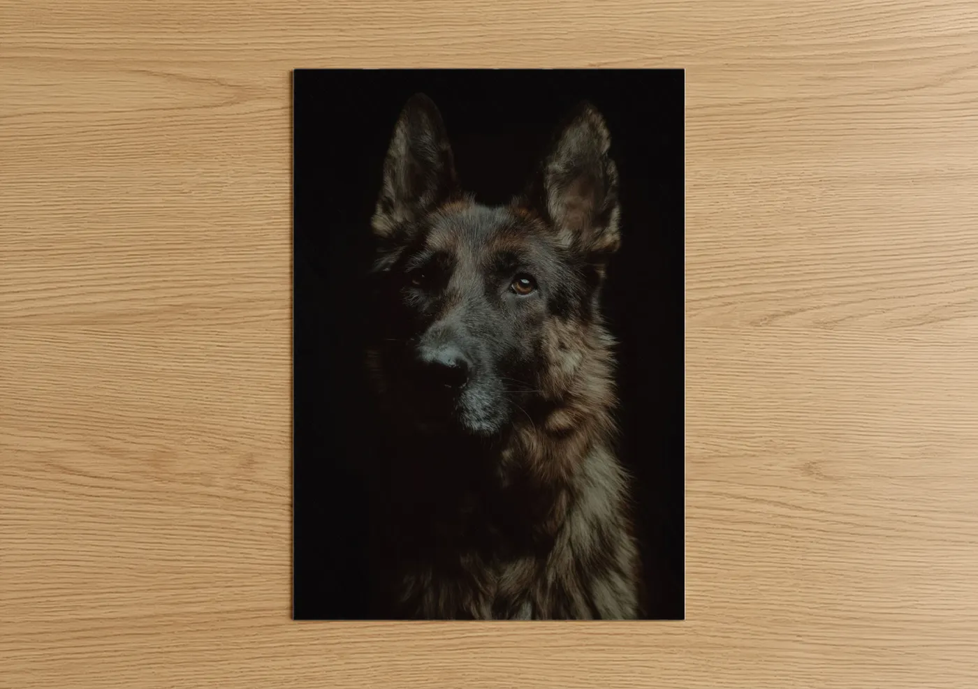 German Shepherd Portrait Dark Background Wall Art
