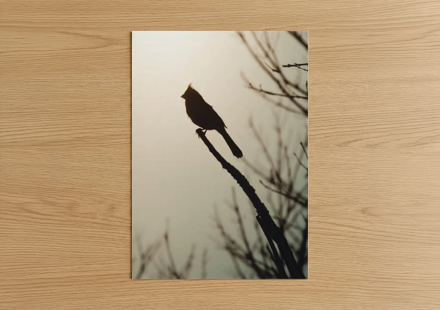 Cardinal Silhouette Nature Photography Wall Art